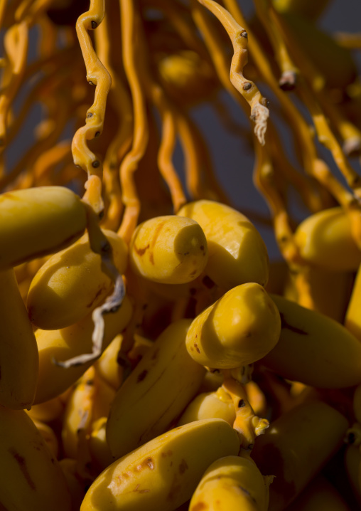 Fresh Dates, Palmyra, Syrian Desert, Syria