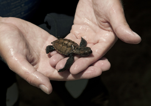 Baby turtle on misali island, Pemba, Tanzania