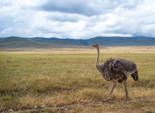 Tanzania, Arusha Region, Ngorongoro Conservation Area, side view of a female ostrich (struthio camelus) on landscape