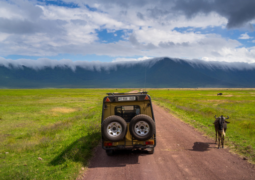 Tanzania, Arusha Region, Ngorongoro Conservation Area, tourists watching blue wildebeest (connochaetes taurinus)