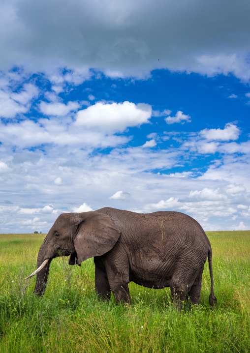 Tanzania, Mara, Serengeti National Park, african elephant (loxodonta africana)