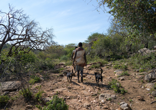 Tanzania, Serengeti Plateau, Lake Eyasi, hadzabe tribe men hunting with dogs