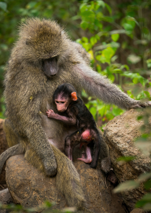 Tanzania, Park Manyara, Arusha, olive baboon adult with a baby (papio cynocephalus anubis)