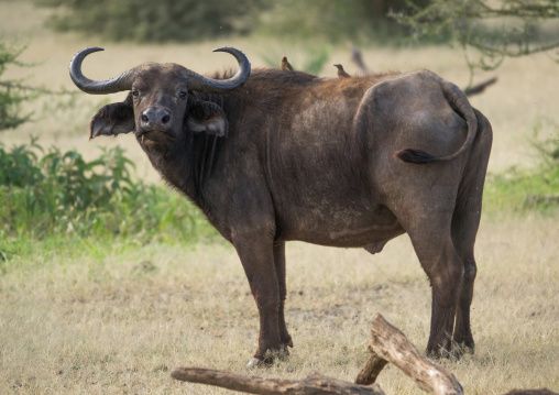 Tanzania, Park Manyara, Arusha, cape buffalo (syncerus caffer) bull