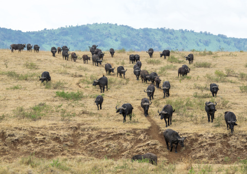 Tanzania, Arusha Region, Ngorongoro Conservation Area, cape buffalos (syncerus caffer) migration