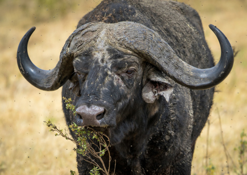 Tanzania, Arusha Region, Ngorongoro Conservation Area, cape buffalo (syncerus caffer) bull