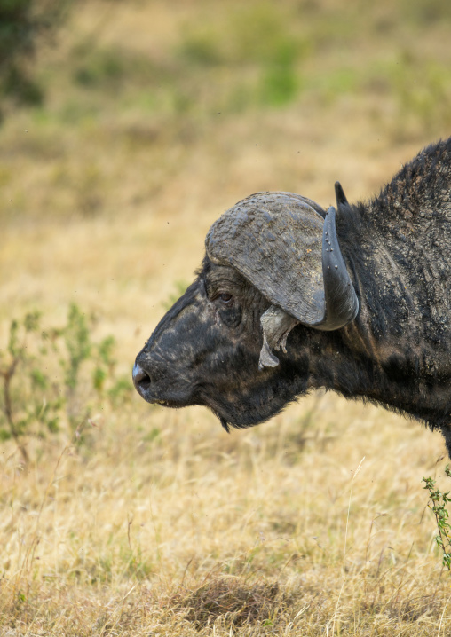 Tanzania, Arusha Region, Ngorongoro Conservation Area, cape buffalo (syncerus caffer) bull