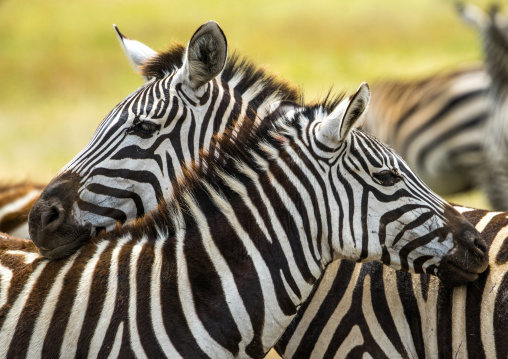 Tanzania, Arusha Region, Ngorongoro Conservation Area, a group of zebras (equus burchellii)