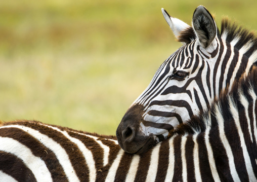 Tanzania, Arusha Region, Ngorongoro Conservation Area, zebra (equus burchellii)