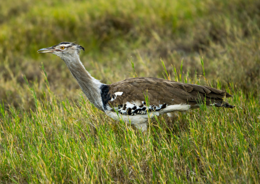 Tanzania, Arusha Region, Ngorongoro Conservation Area, kori bustard (ardeotis kori)