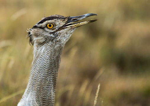 Tanzania, Arusha Region, Ngorongoro Conservation Area, kori bustard (ardeotis kori) head