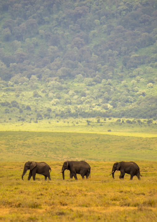 Tanzania, Arusha Region, Ngorongoro Conservation Area, african elephants (loxodonta africana)