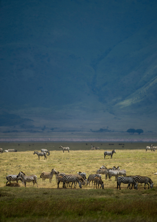 Tanzania, Arusha Region, Ngorongoro Conservation Area, zebra (equus burchellii)