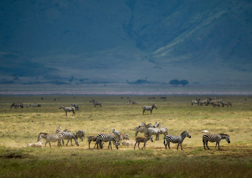 Tanzania, Arusha Region, Ngorongoro Conservation Area, zebra (equus burchellii)