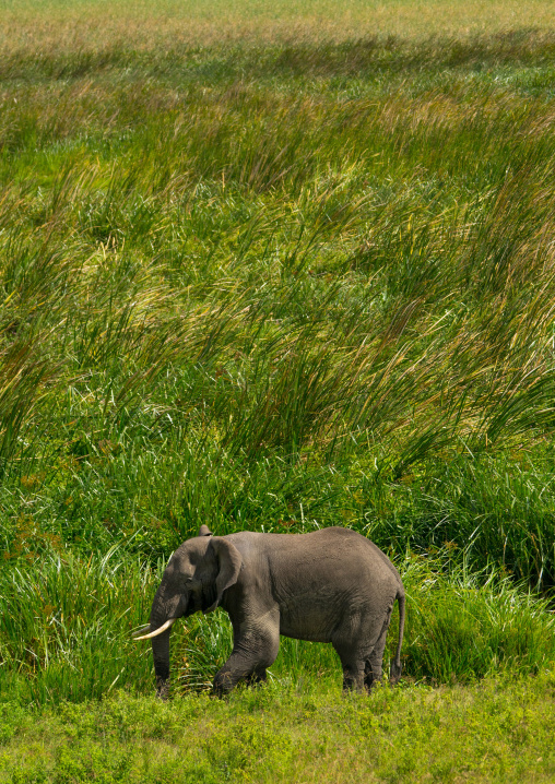 Tanzania, Arusha Region, Ngorongoro Conservation Area, african elephant (loxodonta africana)