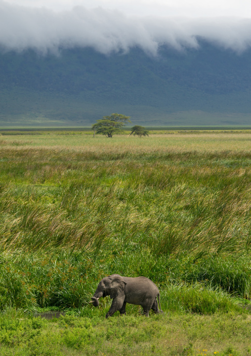 Tanzania, Arusha Region, Ngorongoro Conservation Area, african elephant (loxodonta africana)