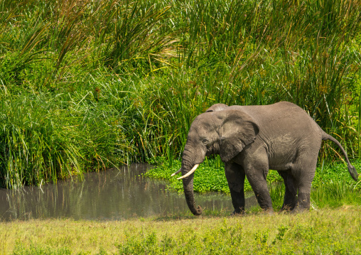 Tanzania, Arusha Region, Ngorongoro Conservation Area, african elephant (loxodonta africana)