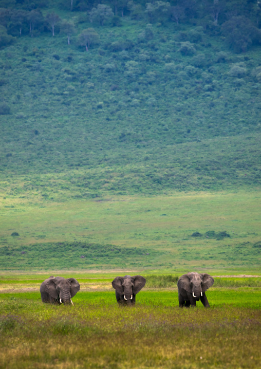 Tanzania, Arusha Region, Ngorongoro Conservation Area, african elephants (loxodonta africana)