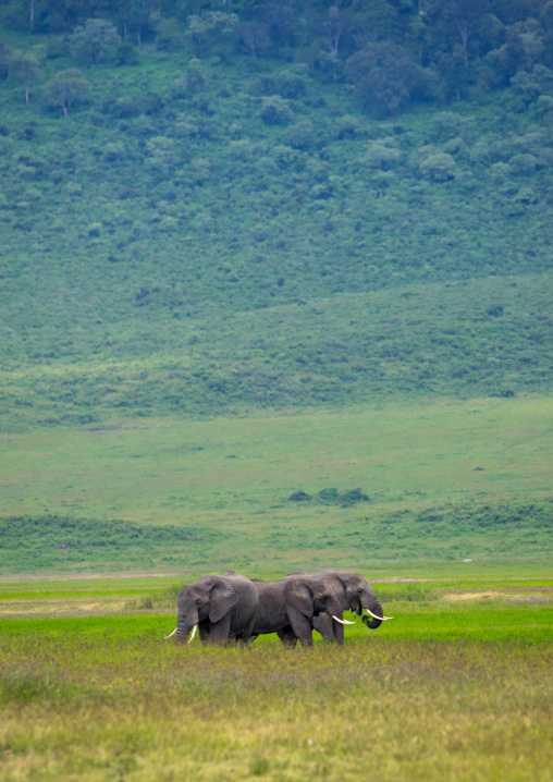 Tanzania, Arusha Region, Ngorongoro Conservation Area, african elephants (loxodonta africana)