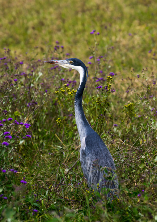 Tanzania, Arusha Region, Ngorongoro Conservation Area, black-headed heron (ardea melanocephala