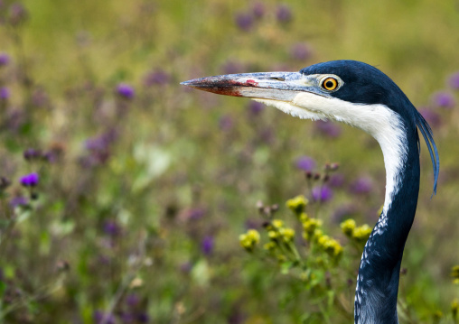 Tanzania, Arusha Region, Ngorongoro Conservation Area, black-headed heron (ardea melanocephala