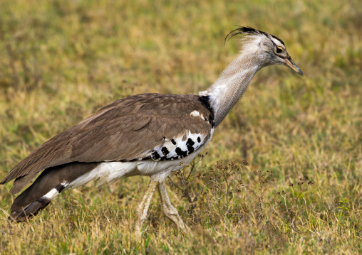 Tanzania, Arusha Region, Ngorongoro Conservation Area, kori bustard (ardeutis kori)