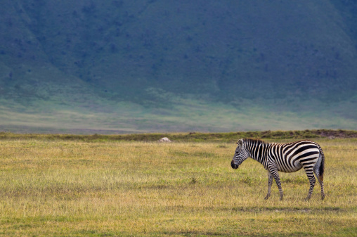 Tanzania, Arusha Region, Ngorongoro Conservation Area, zebra (equus burchellii)