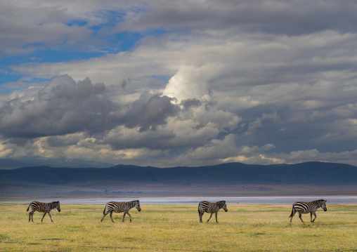 Tanzania, Arusha Region, Ngorongoro Conservation Area, zebra (equus burchellii)