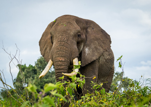 Tanzania, Arusha Region, Ngorongoro Conservation Area, african elephant (loxodonta africana)