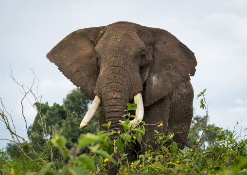 Tanzania, Arusha Region, Ngorongoro Conservation Area, african elephant (loxodonta africana)