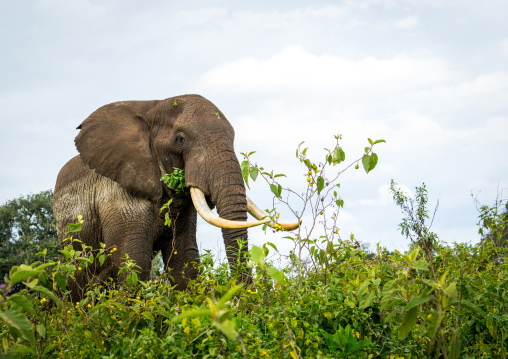 Tanzania, Arusha Region, Ngorongoro Conservation Area, african elephant (loxodonta africana)