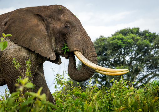 Tanzania, Arusha Region, Ngorongoro Conservation Area, african elephant (loxodonta africana)