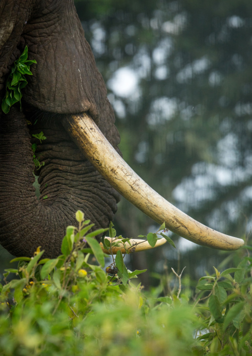 Tanzania, Arusha Region, Ngorongoro Conservation Area, african elephant (loxodonta africana)