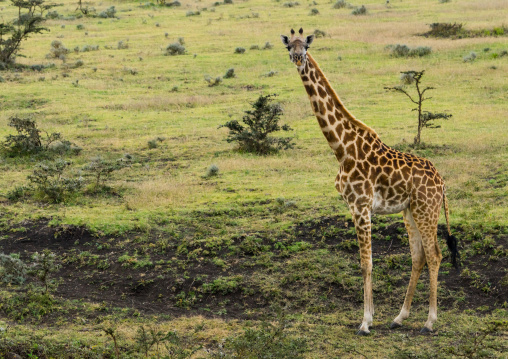 Tanzania, Arusha Region, Ngorongoro Conservation Area, giraffe (giraffa camelopardalis)