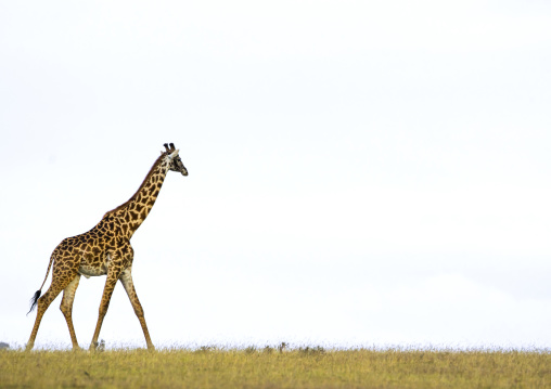 Tanzania, Arusha Region, Ngorongoro Conservation Area, giraffe (giraffa camelopardalis)