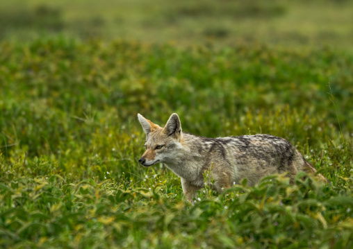 Tanzania, Mara, Serengeti National Park, black-backed jackal (canis mesomelas)