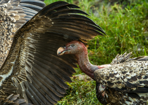 Tanzania, Mara, Serengeti National Park, african white-backed vulture (gyps africanus) with blood on the head