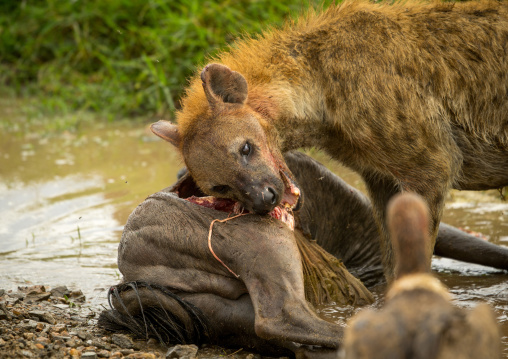 Tanzania, Mara, Serengeti National Park, spotted hyaena (crocuta crocuta) feeding on just-killed wildbeest