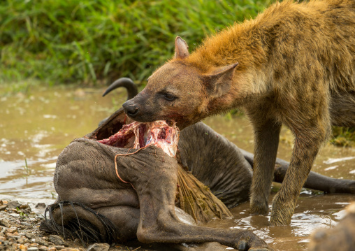 Tanzania, Mara, Serengeti National Park, spotted hyaena (crocuta crocuta) feeding on just-killed wildbeest