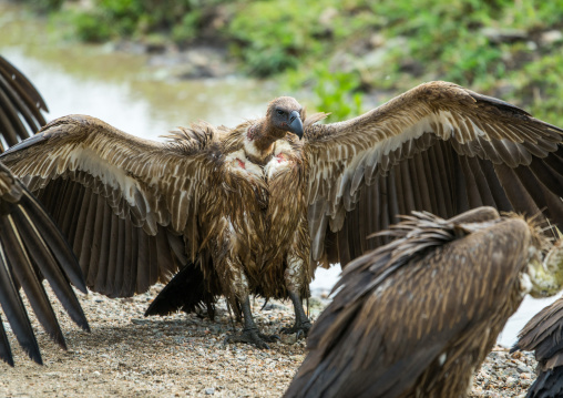 Tanzania, Mara, Serengeti National Park, african white-backed vultures (gyps africanus)