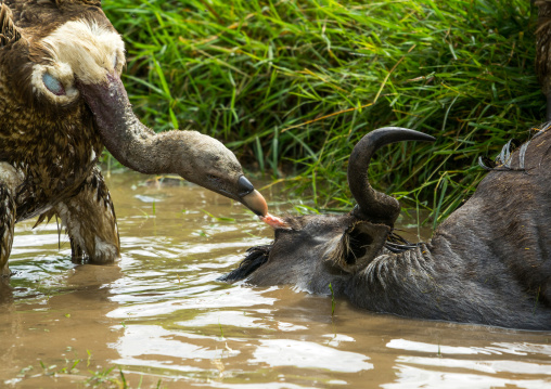 Tanzania, Mara, Serengeti National Park, african white-backed vulture (gyps africanus) feeding on just-killed wildbeest