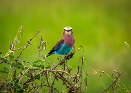 Tanzania, Mara, Serengeti National Park, lilac-breasted roller (coracias caudata)