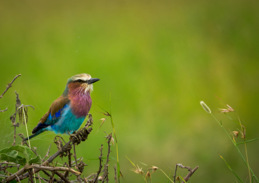 Tanzania, Mara, Serengeti National Park, lilac-breasted roller (coracias caudata)