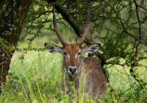 Tanzania, Mara, Serengeti National Park, a male defassa waterbuck (kobus ellipsiprymnus defassa)