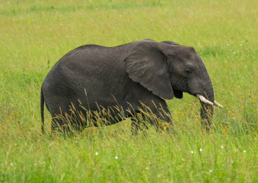 Tanzania, Mara, Serengeti National Park, african elephant (loxodonta africana)