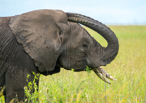 Tanzania, Mara, Serengeti National Park, african elephant (loxodonta africana)