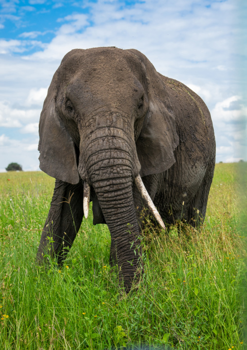 Tanzania, Mara, Serengeti National Park, african elephant (loxodonta africana)