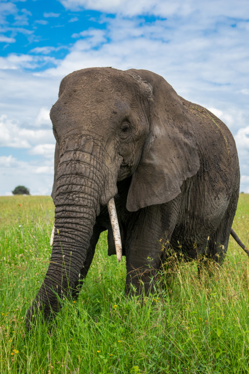 Tanzania, Mara, Serengeti National Park, african elephant (loxodonta africana)