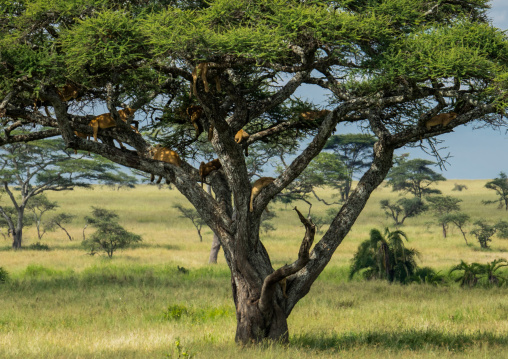 Tanzania, Mara, Serengeti National Park, tree-climbing lions sleeping on branches