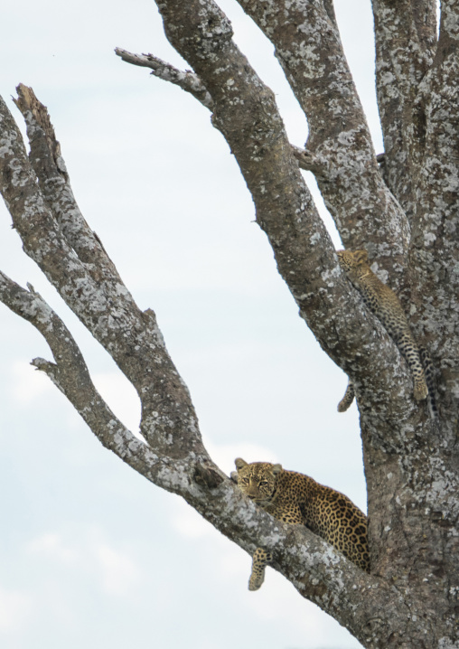 Tanzania, Mara, Serengeti National Park, african leopards (panthera pardus) relaxing on a large branch